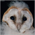 Barn Owls 